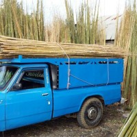 فروش چوب بامبو ( چوب نی خیزران )
