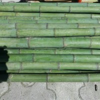 فروش چوب بامبو ( چوب نی خیزران )