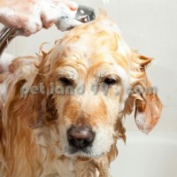 آموزش اصلاح موی سگ
